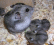 R�gcs�l�k