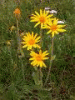 �rnika