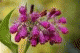Fekete nad�lyt�