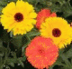 K�r�mvir�g