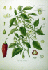 Paprika
