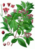 Szant�l
