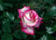 R�zsa