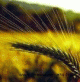 B�zacs�raolaj