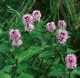 Mentol-menta-k�mfor