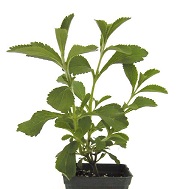 diabétesz kezelés növény stevia kiszáradás veseelégtelenség