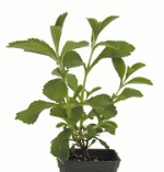 STEVIA (Stevia Rebaudiana G) - JÁZMINPAKÓCA CSEREPES NÖVÉNY CUKORGYÁR A KONYHAABLAKBAN Április VÉGÉTŐL RENDELHETŐ ÚJRA VAGY ELŐRENDELHETŐ!